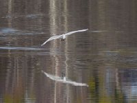 10-12-2014 Silberreiher am Pfefferfliess-4  Silberreiher am Pfefferfließ-4